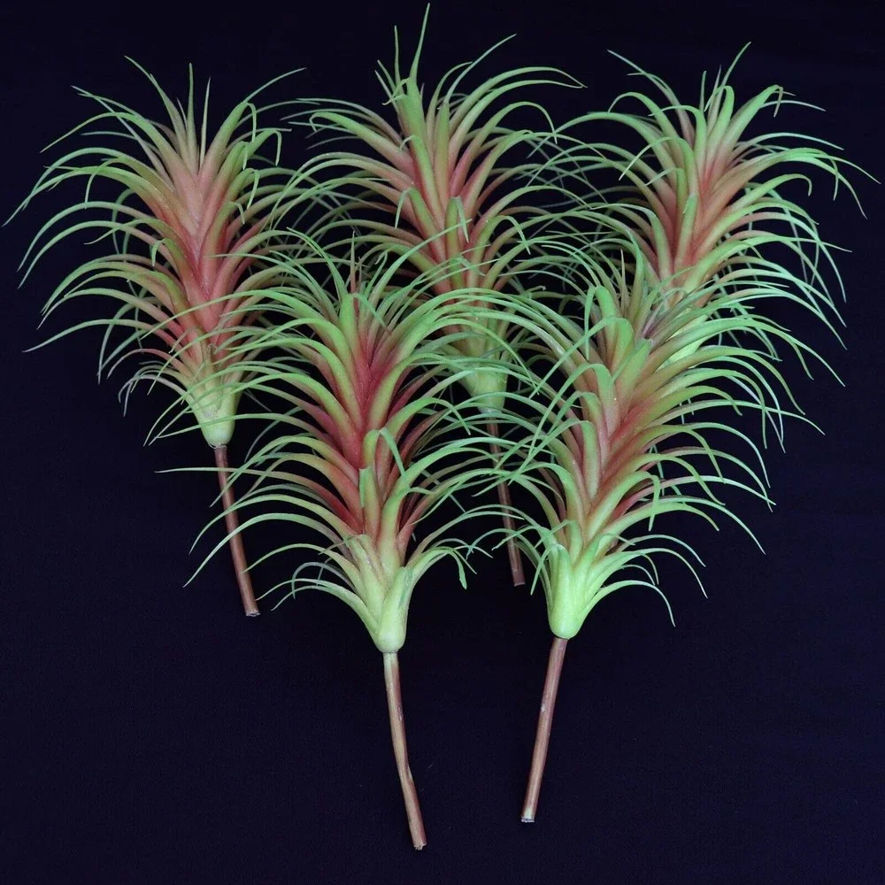 Lot of 5 - Tillandsia Air Plant Picks 7